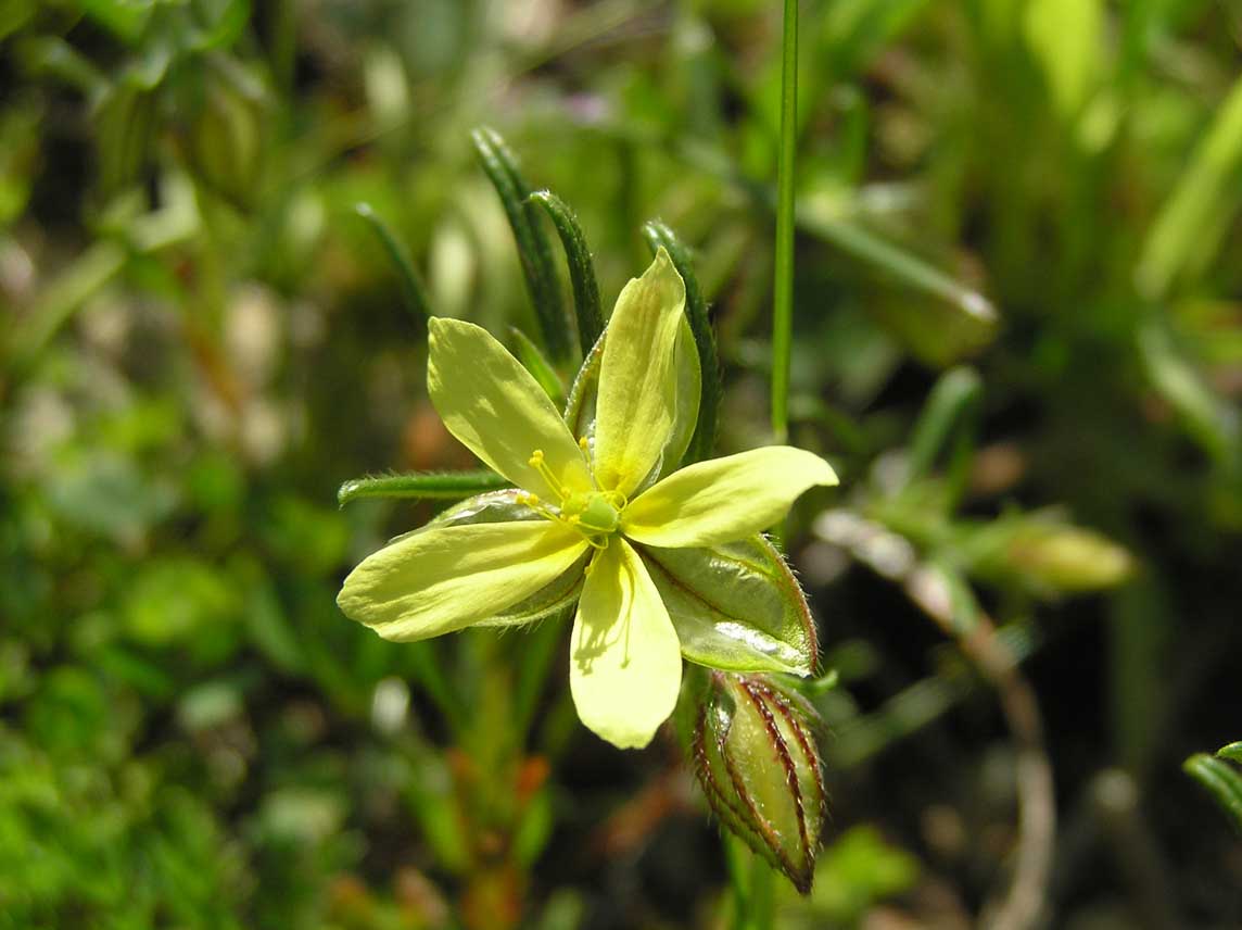 Helianthemum aegyptiacum / Eliantemo egiziano